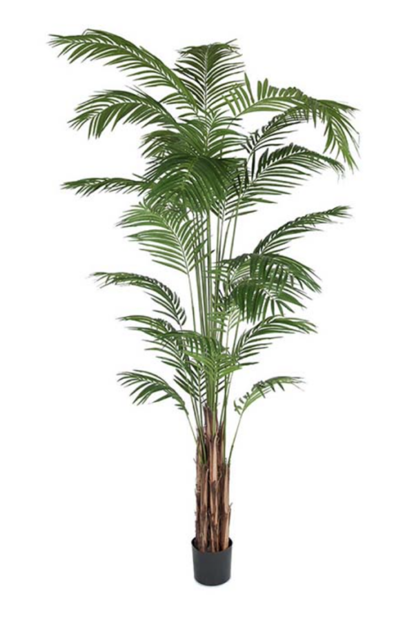 Areca Palm 270cm